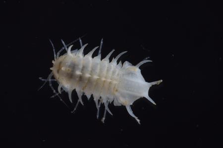 MonolistraBolei