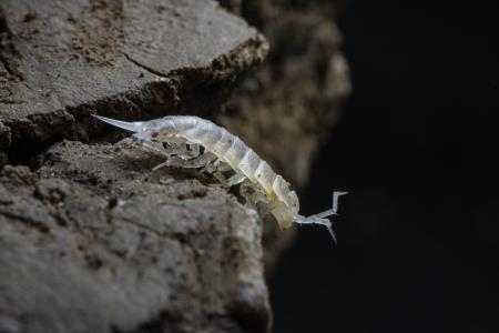 TitanethesAlbus