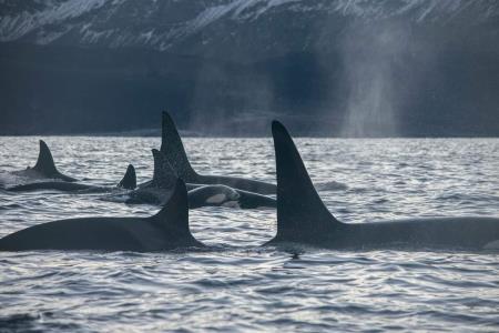 Plavanje s kiti, Nastja Vidmar