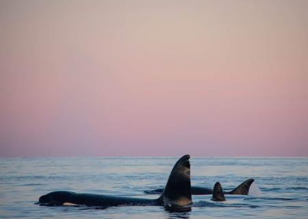 Plavanje s kiti, Nastja Vidmar