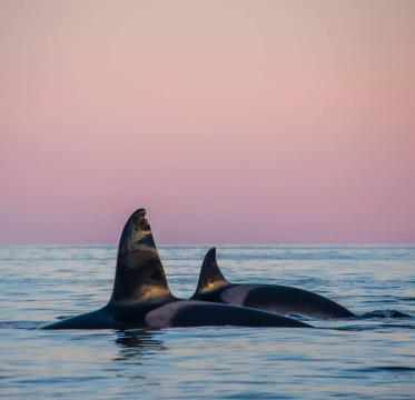 Plavanje s kiti, Nastja Vidmar