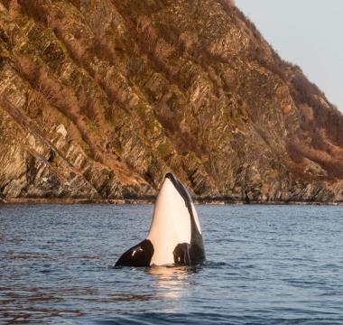 Plavanje s kiti, Nastja Vidmar