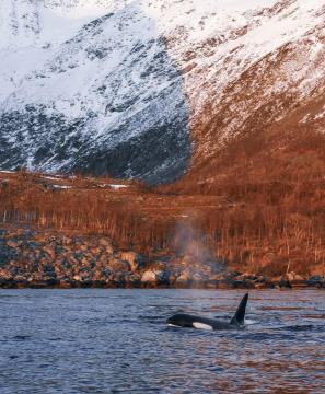Plavanje s kiti, Nastja Vidmar